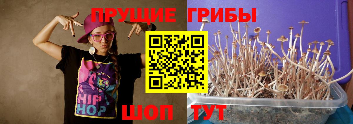 Урус-Мартан  Галлюциногенные грибы Cubensis  Вход с VPN 